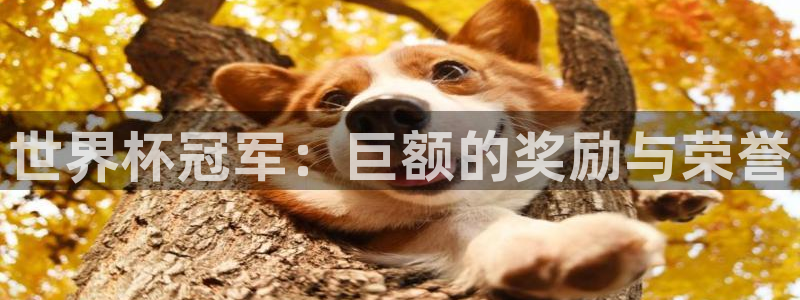 足球世界杯：世界杯冠军：巨额的奖励与荣誉